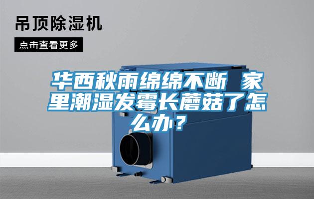 華西秋雨綿綿不斷 家里潮濕發霉長蘑菇了怎么辦?