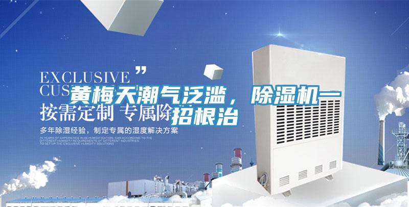 黃梅天潮氣泛濫，除濕機一招根治